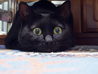 黒猫クーさんの写真