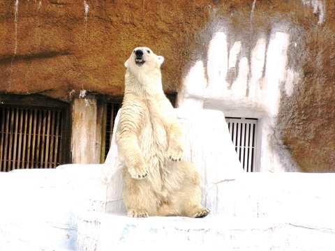 天王寺動物園の画像